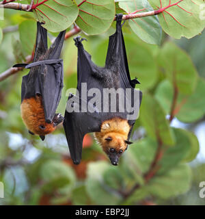 Seychellen-Flughund, Seychellen-Flughund (Pteropus Seychellensis), koppeln hängen in einem Baum, Seychellen, Mahe Stockfoto