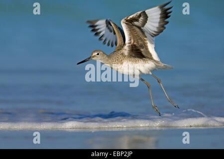 Willett (Catoptrophorus Semipalmatus), Einnahme, USA, Florida, Fort De Soto Stockfoto