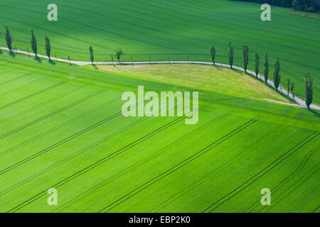 Lombardei-Pappel (Populus Nigra var. Italica, Populus Nigra 'Italica', Populus Italica, Populus Nigra Italica), Luftbild, Straße mit Baumreihe im Bereich Landschaft, Deutschland Stockfoto