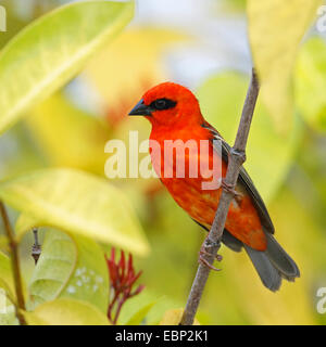 Madagassische rote Fody (Foudia Madagascariensis), männliche sitzen in einem Strauch, Seychellen, Praslin Stockfoto