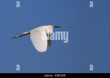 Snowy Silberreiher (Egretta unaufger), fliegen, USA, Florida, Sanibel Island Stockfoto