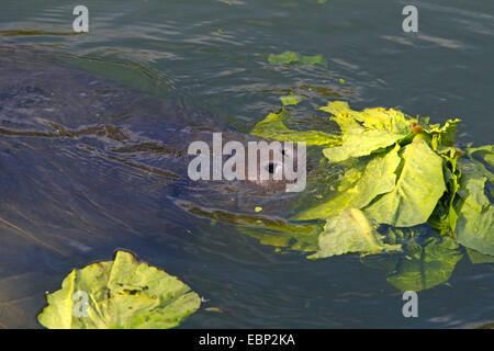 West Indian Manatee, Florida Seekuh, karibische Seekuh, Antillean Manati (Trichechus Manatus), Fütterung, USA, Florida, Homosossa Stockfoto