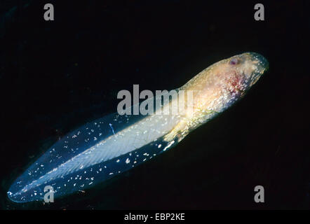 Hebamme-Kröte (Alytes Obstetricans), Kaulquappe, Deutschland Stockfoto