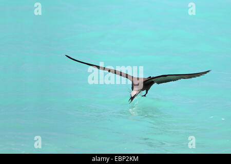 Gemeinsamen Noddy, Brown Noddy (Anous Stolidus), fangen im Flug Fische aus dem Wasser Oberflächen, Seychellen, Bird Island Stockfoto