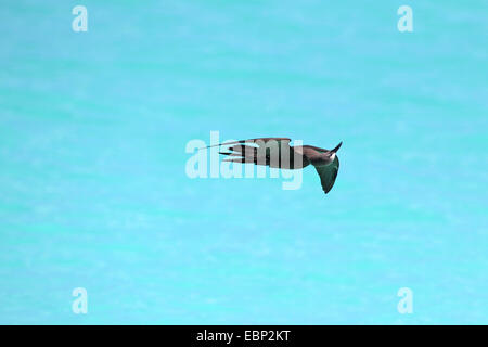 Gemeinsamen Noddy, Brown Noddy (Anous Stolidus), auf der Rückseite, Seychellen, Bird Island fliegen Stockfoto