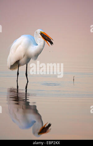 Silberreiher, Silberreiher (Egretta Alba, Casmerodius Albus, Ardea Alba) mit Fisch in der Stückliste, Spiegelbild, USA, Florida, Myakka River State Park Stockfoto