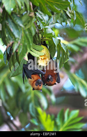 Seychellen-Flughund, Seychellen-Flughund (Pteropus Seychellensis), zwei Flughunde hängen Kopf zuerst in einem Baum, Essen zusammen in eine Brotfrucht, Seychellen, Mahe Stockfoto