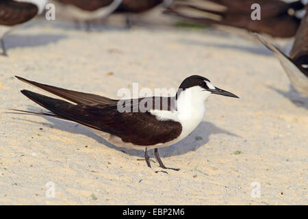 Sooty Tern (Sterna Fuscata), stehend auf dem Strand, Seychellen, Bird Island Stockfoto