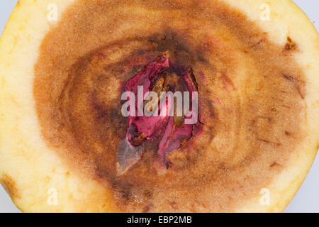 Apfel (Malus Domestica), Apfel mit faulen Kern, verursacht durch fusarium Stockfoto