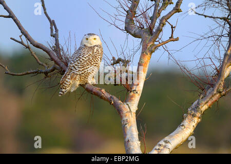 Schnee-Eule (Strix Scandiaca, Nyctea Scandiaca, Bubo Scandiacus), weibliche ruht auf alten Birke, Niederlande Stockfoto