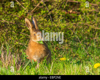 Feldhase, Feldhasen (Lepus Europaeus), junger Feldhase Essen Löwenzahnblätter, Deutschland Stockfoto