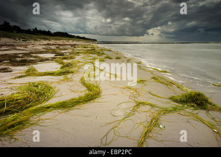 Regenwolken über Hiddensee, Ostsee, Mecklenburg-Vorpommern, Ostseeküste, Deutschland Stockfoto