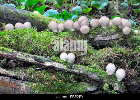 gemeinsame Earthball (Sklerodermie Citrinum), große Gruppe auf verrottendem Holz mit Moos, Finnland Stockfoto