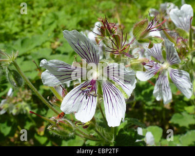 Renard des Krans-Rechnung (Geranium Renardii), Blume Stockfoto