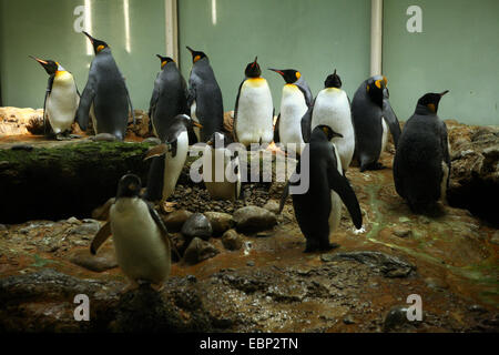 Königspinguine (Aptenodytes Patagonicus) und Gentoo Pinguine (Pygoscelis Papua) am Zoo Basel, Schweiz. Gentoo Pinguine sind drei kleinere Pinguine gesehen im Vordergrund. Stockfoto