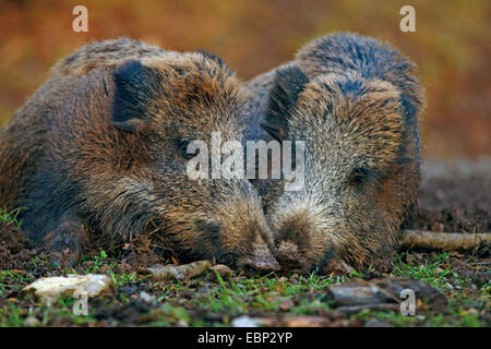 Wildschwein, Schwein, Wildschwein (Sus Scrofa), zwei Wildschweine ruhen nebeneinander, Deutschland, Baden-Württemberg Stockfoto