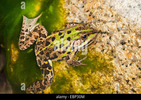 Italienische Pool-Frosch (Rana Bergeri, außer Bergeri, außer Lessonae Bergeri), auf einen Stein in einen Teich, Frankreich, Corsica Stockfoto