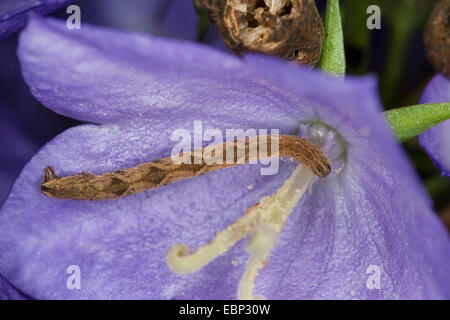 Wermut-Mops, Möpse (Eupithecia vgl. Absinthiata, Phalaena vgl. Absinthiata, Tephroclystia vgl. Absinthiata), Raupe, die Fütterung auf eine Glockenblume Stockfoto