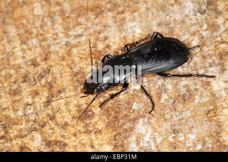 Korsischen Boden Käfer (viel Corsicus), auf einem Stein, Frankreich, Corsica Stockfoto