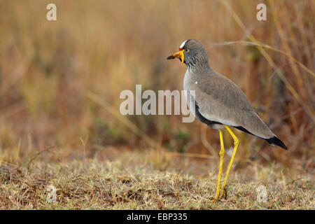 Senegal Flecht-Regenpfeifer (Vanellus Senegallus) stehen auf dem Boden, Südafrika, Ithala Game Reserve Stockfoto