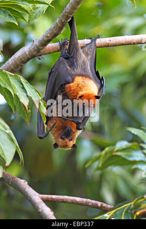 Seychellen-Flughund, Seychellen-Flughund (Pteropus Seychellensis), koppeln hängen in einem Baum, Seychellen, Mahe Stockfoto