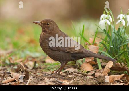 Amsel (Turdus Merula), weiblich Suche Essen auf dem Boden mit Schneeglöckchen, Deutschland, Nordrhein-Westfalen Stockfoto