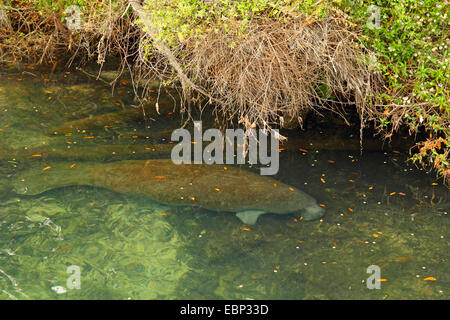 West Indian Manatee, Florida Seekuh, karibische Seekuh, Antillean Manati (Trichechus Manatus), im flachen Wasser, USA, Florida, Homosossa Stockfoto