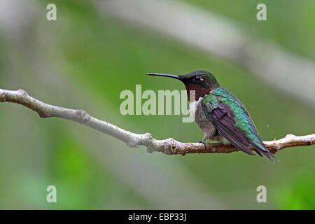 Ruby – Throated Kolibri (Archilochos Colubris), Männlich, USA, Florida, Fort De Soto Stockfoto