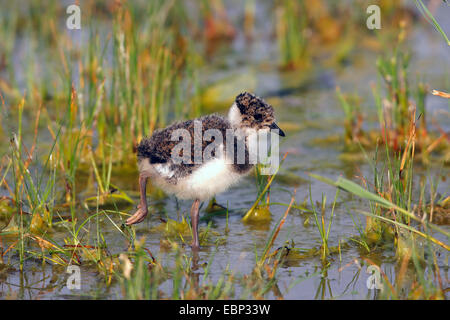 nördlichen Kiebitz (Vanellus Vanellus), Jungvogel gehen in einen Sumpf Wiese, Deutschland, Nordrhein-Westfalen Stockfoto