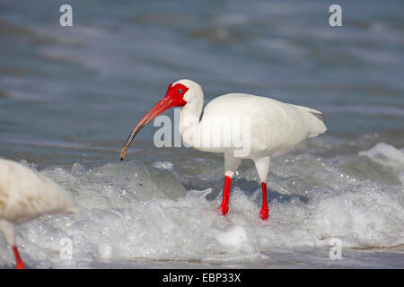 weißer Ibis (Eudocimus Albus), stehend in der Brandung, USA, Florida, Lovers Key Stockfoto