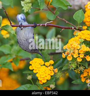 Seychellen Sunbird (Cinnyris Dussumieri), weibliche Seaching Nektar in den Blüten von Lantana Camara, Seychellen, Praslin Stockfoto