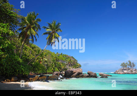 Granitfelsen und Palmen am Strand Anse Forbans, Seychellen, Mahe Stockfoto