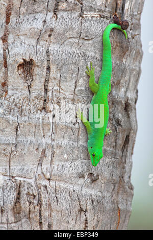 Seychellen Riesen Taggecko (Phelsuma Sundbergi Sundbergi), sitzen an einem Baumstamm kopfüber, Seychellen, Praslin Stockfoto