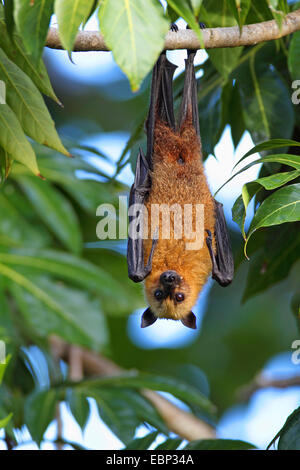 Seychellen-Flughund, Seychellen-Flughund (Pteropus Seychellensis) hängt in einem Baum, Seychellen, Mahe Stockfoto