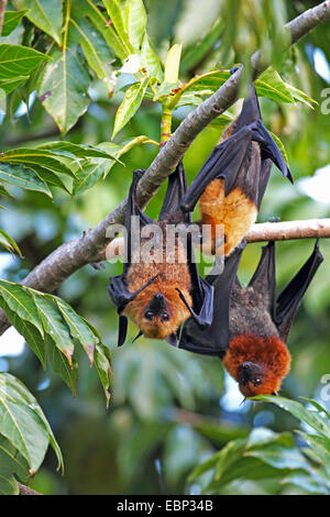 flying Fox, Seychellen-Flughund (Pteropus Seychellensis), drei Flughunde hängen zusammen in einem Baum, Seychellen, Mahe Seychellen Stockfoto