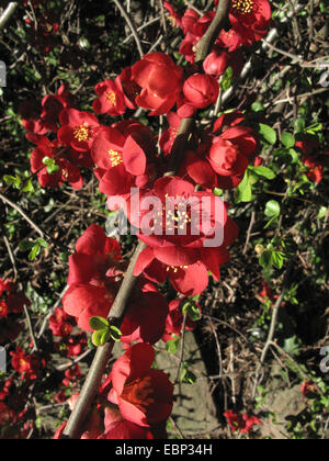 Quitte (Chaenomeles spec.), Quitte Blüte Stockfoto