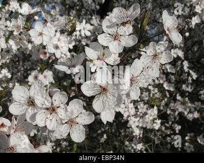 Cherry Plum, Myrobalan-Pflaume (Prunus Cerasifera), blühender Zweig Stockfoto