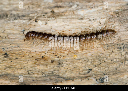 Gewächshaus-Tausendfüßler, Garten Tausendfüßler, Flat-backed Tausendfüßler, Short-Flansch Tausendfüßler, Treibhaus Tausendfüßler (Oxidus Gracilis, Orthomorpha Gracilis), auf einem Stein, Deutschland Stockfoto