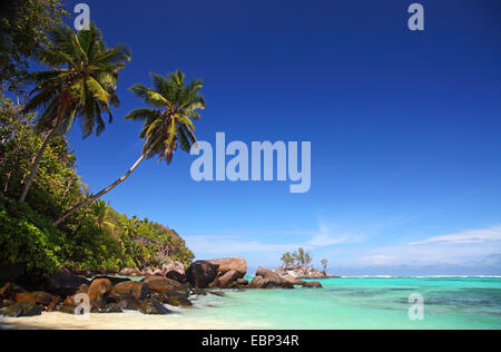 Granitfelsen und Palmen am Strand Anse Forbans, Seychellen, Mahe Stockfoto