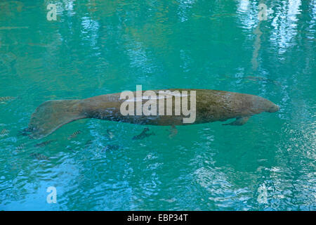 West Indian Manatee, Florida Seekuh, karibische Seekuh, Antillean Manati (Trichechus Manatus), Schwimmen, USA, Florida, Homosossa Stockfoto