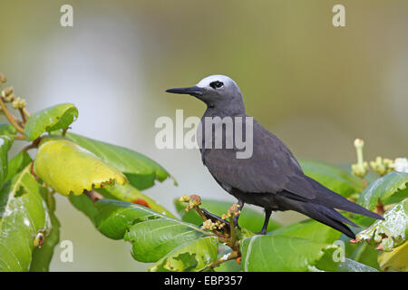 Gemeinsamen Noddy, Brown Noddy (Anous Stolidus), sitzt auf einem Ast eines Baumes, Seychellen, Bird Island Stockfoto