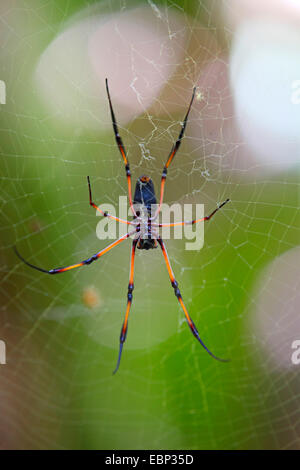 Rotbeinige golden Orb-Web Spider (Nephila Inaurata), Spinne in einem Web, Praslin, Seychellen, Vallee de Mai Nationalpark Stockfoto