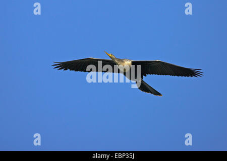 Amerikanische Darter (Anhinga Anhinga), weibliche im Flug, USA, Florida, South Venice Stockfoto