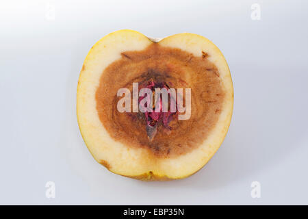 Apfel (Malus Domestica), Apfel mit faulen Kern, verursacht durch fusarium Stockfoto