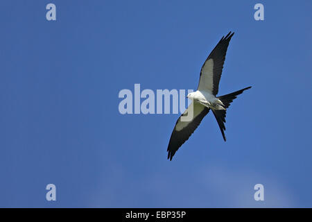 Swallow-tailed Kite (Elanoides Forficatus), im Flug, USA, Florida, Myakka River State Park Stockfoto