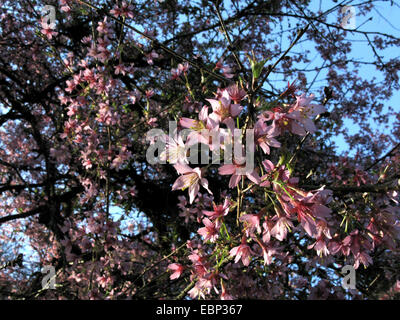 Japanische Alpen Kirsche (Prunus Nipponica 'Okame', Prunus Nipponica Okame), blühender Zweig der Sorte Okame Stockfoto