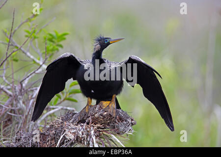 Amerikanische Darter (Anhinga Anhinga), sitzt Männchen auf eine Bromelie, USA, Florida, Everglades Nationalpark Stockfoto