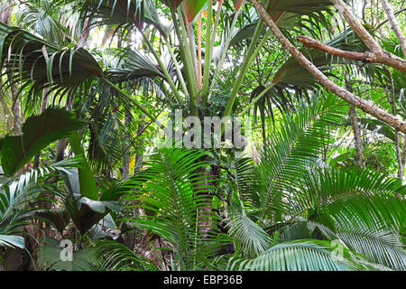 Coco de Mer, Double Coconut (Lodoicea Maldivica), Palme mit Früchten, Praslin, Seychellen, Valle de Mai Nationalpark Stockfoto