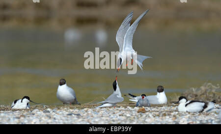 Seeschwalbe (Sterna Hirundo), legen Sie streiten für eine Verschachtelung Seeschwalben in einer gemischten Kolonie mit Säbelschnäbler und eine Lachmöwe, Niederlande Stockfoto