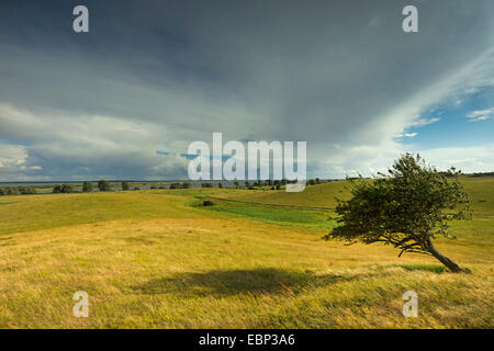 einzigen Baum im Feld Landschaft, Deutschland, Mecklenburg-Vorpommern, Hiddensee Stockfoto